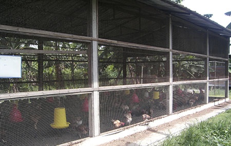 reban terbuka bagi ternakan ayam kampung